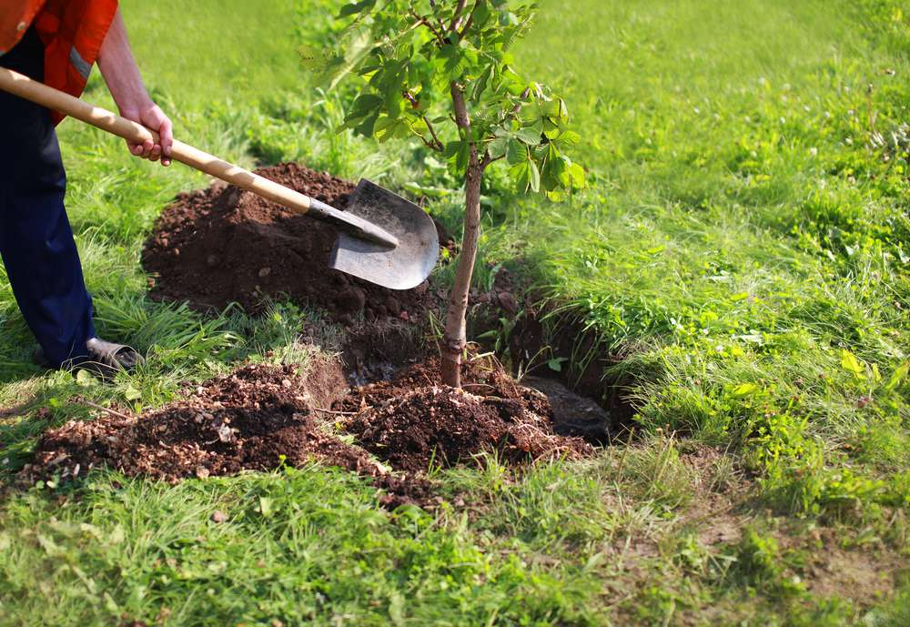 Accelerate Your Tree Growth with These Remedies