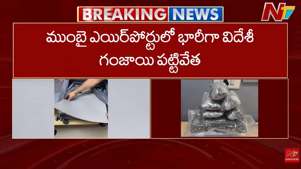 Mumbai: ముంబై ఎయిర్‌పోర్టులో భారీగా గంజాయి పట్టివేత.. 8 మంది స్మగ్లర్లు అరెస్ట్